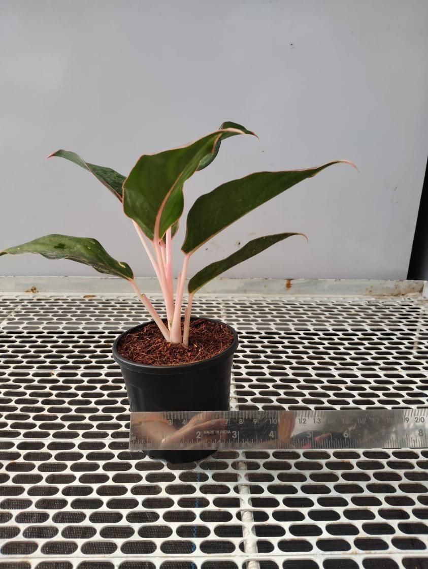 Aglaonema Black Lipstick Live Plant