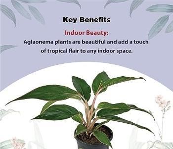 Aglaonema Black Lipstick Live Plant